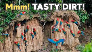 Why do birds eat dirt? | Understanding Geophagy in Birds