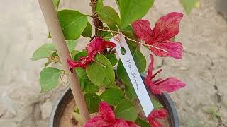 Bougainvillea plant wholesale & retail /OnlineSale/6289112141 screenshot 5
