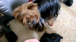 Priceless Yorkie Puppy Our Teacup Yorkshire Dogs & Puppies at Play