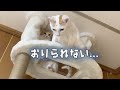 大迫力！猫達に新しいキャットタワーを購入！【猫のなる木】