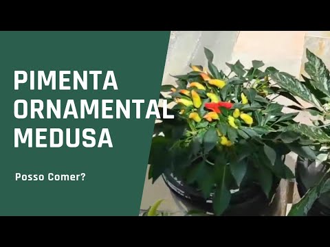 Pimenta 25 - Medusa - Pimenta Ornamental - Coleção de Pimentas do Quintal Vila Verde.