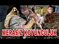 KAPALI SİSTEM KOYUNCULUK PARA KAZANDIRIR MI ? ~ KOYUN ÇOK ZOR DOĞUM YAPTI