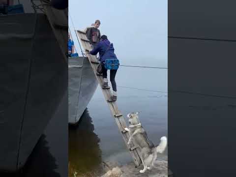 200 IQ Husky Climbs Ladder To Board Boat