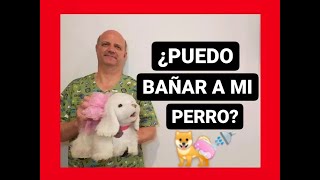 ¿Puedo bañar a mi perro?