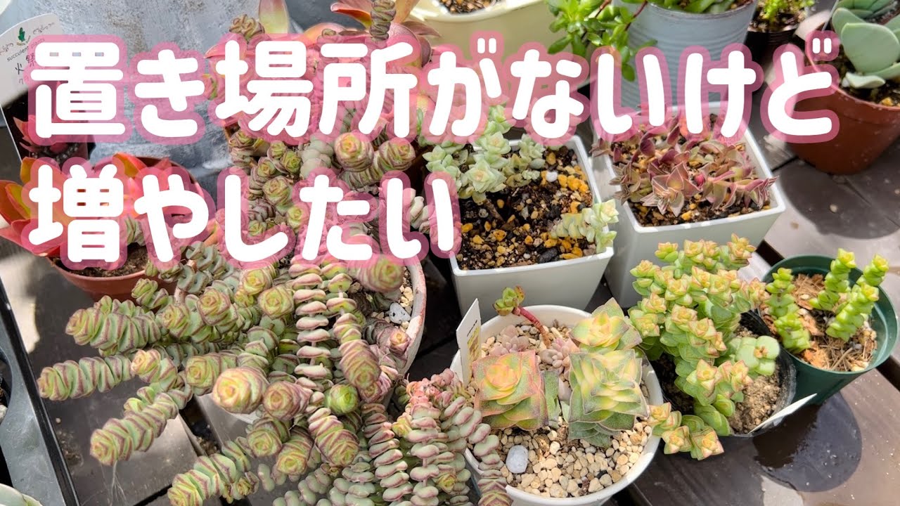 クラッスラ爆増計画】鉢数は増やさずに株だけ増やす方法【多肉植物