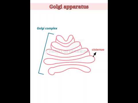 Video: Ano ang apat na function ng Golgi apparatus?