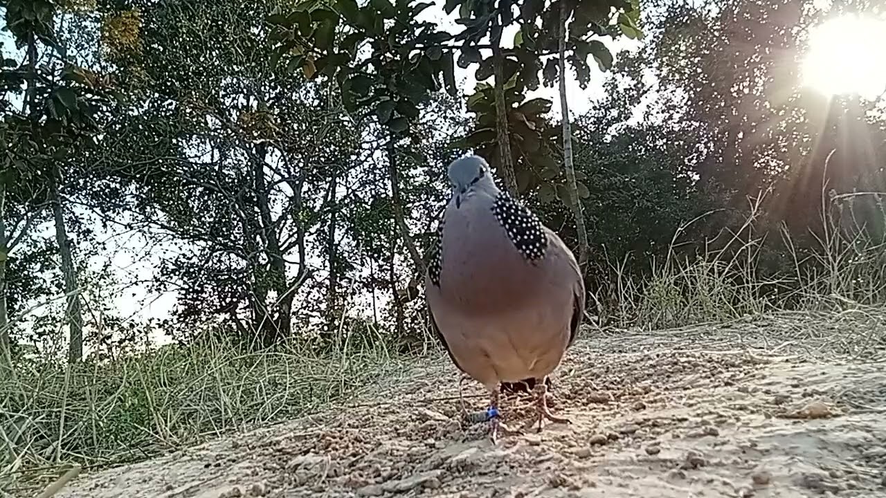 เจ้าเสือดำจัดเเต้มสวยๆช่วงค่ำๆ 