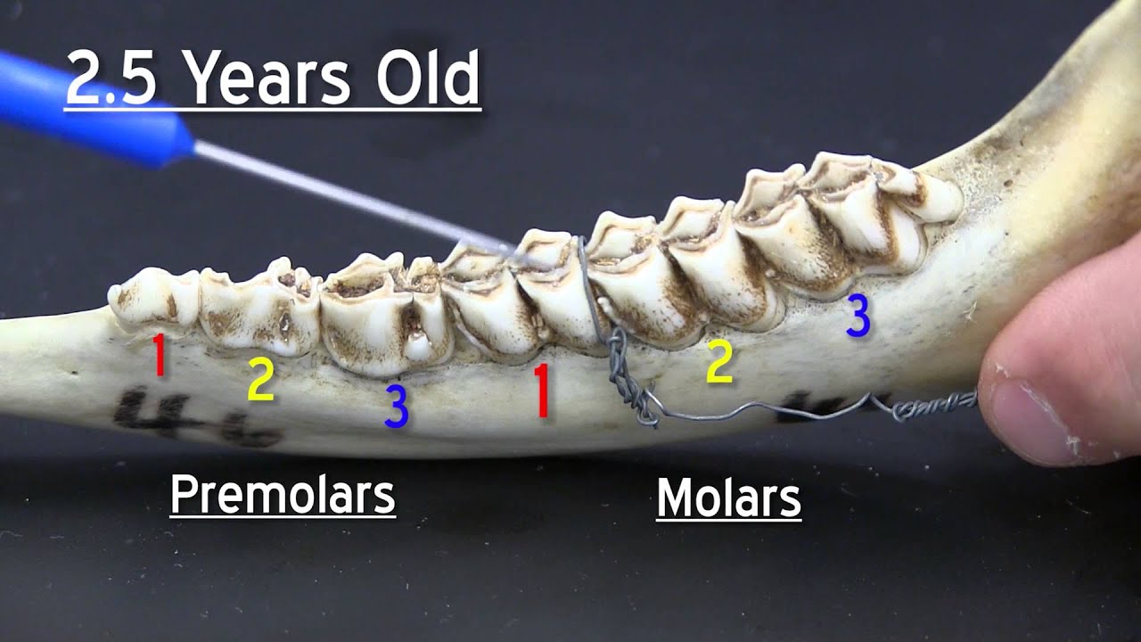 Deer Jawbone Aging Chart