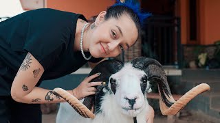 Beautiful Girl from Germany Buy Garut Sheep In Indonesia
