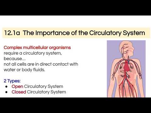 Open vs Closed Circulatory (Simple)