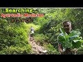 Collecting ayurvedic medicine from jungle
