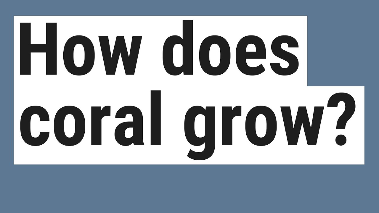 How does coral grow? YouTube