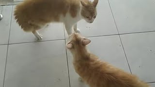 Kucing berkelahi rebutan wilayah