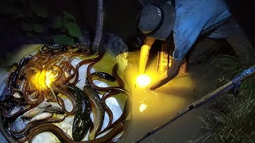 Săn đêm P3 Đi bắt rắn, lươn, ếch mùa nước nổi An Giang / ký ức miền tây 2019