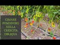 Crescita Obliqua del pomodoro perché Cimare le piante