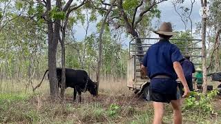 Bull Catching In the cape