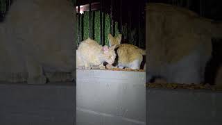 Pippin &amp; Gemini #cute #cat