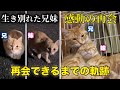 【感動】生き別れた子猫兄妹が奇跡の再会をしました