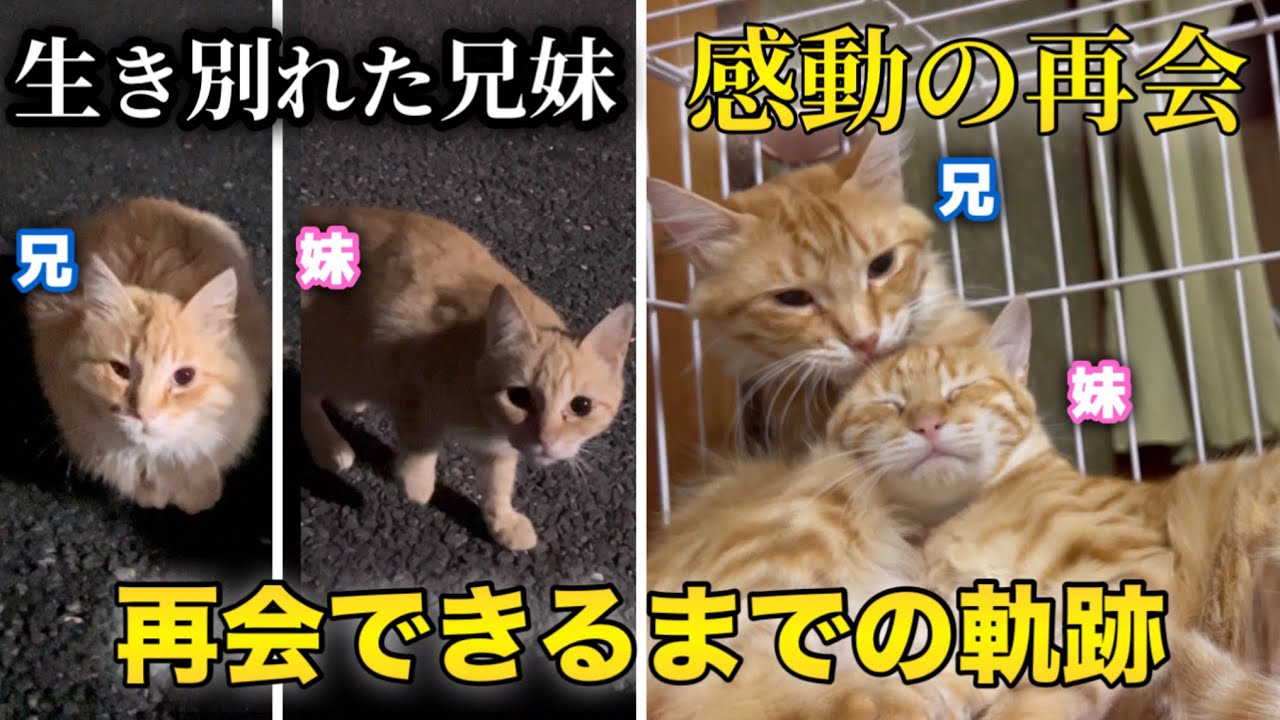 【感動】生き別れた子猫兄妹が奇跡の再会をしました
