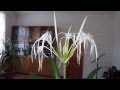 Гименокаллис прекрасный (H. speciosa) — «лилия паук», ребуция