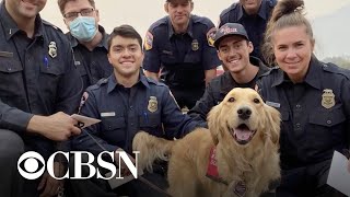 Kerith the therapy dog visits California firefighters battling wildfires