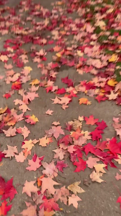 embracing the beauty of fall#kael #naturelovers