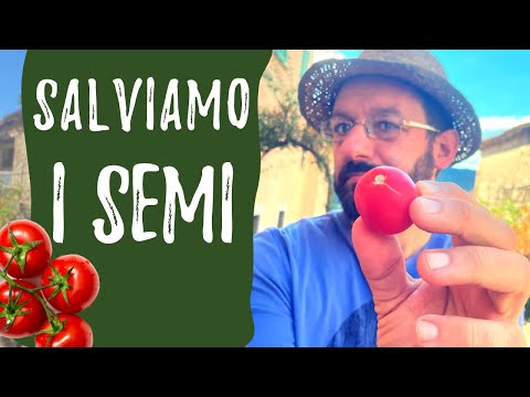 Video: Cresceranno i semi dei pomodori acerbi?