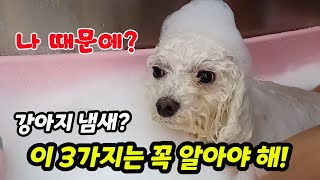 강아지 냄새제거, 강아지냄새관리! 이 3가지 핵심만 알면 됩니다.【feat. 개 냄새 왜 나는 걸까?】