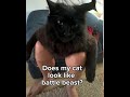 Sorta looks like him #shorts #cat #viral #omniman #invincible