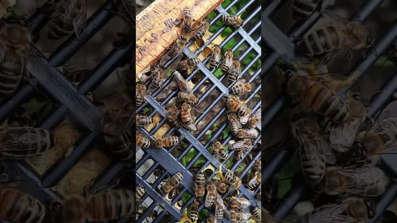 Две матки в семье 