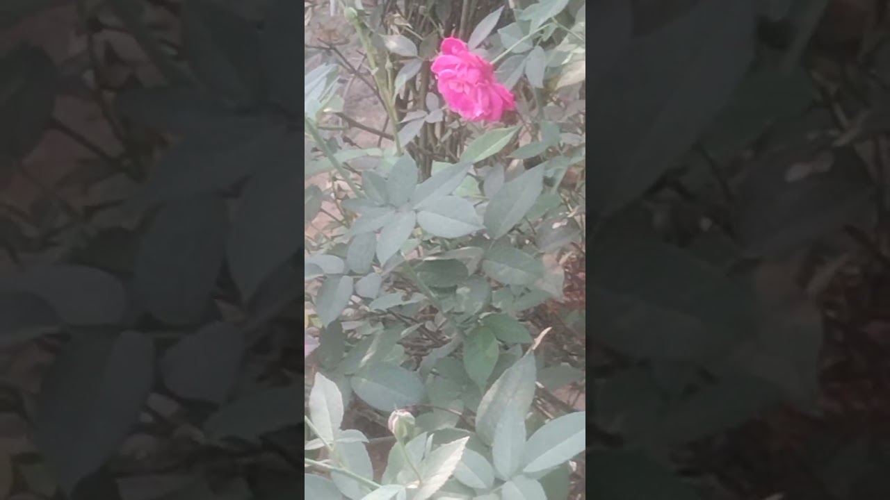 మా పెరట్లో పూలు మొక్కలు గులాబీ పువ్వులు గుత్తులు  గుత్తులుగా రావాలంటే ఏం చేయాలి 