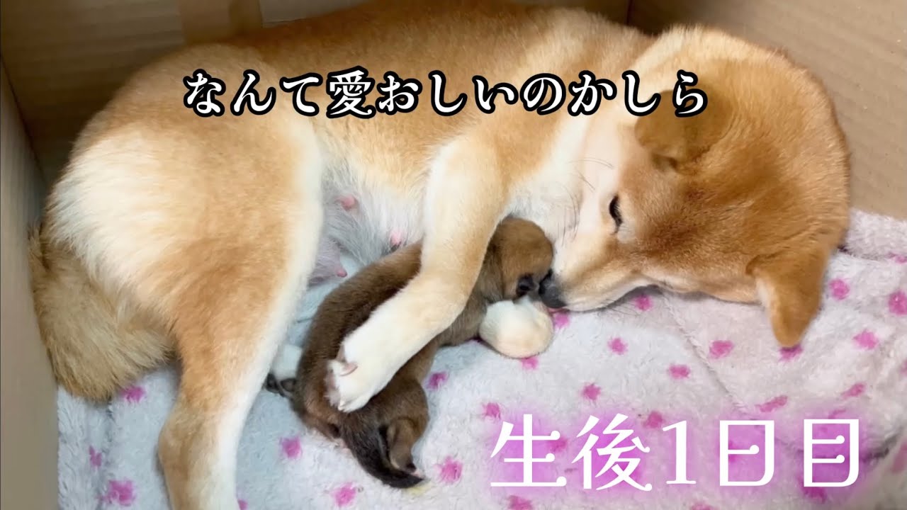 【ずっと眺めていられる親子の姿。生後1日目】豆柴さにらむ #48
