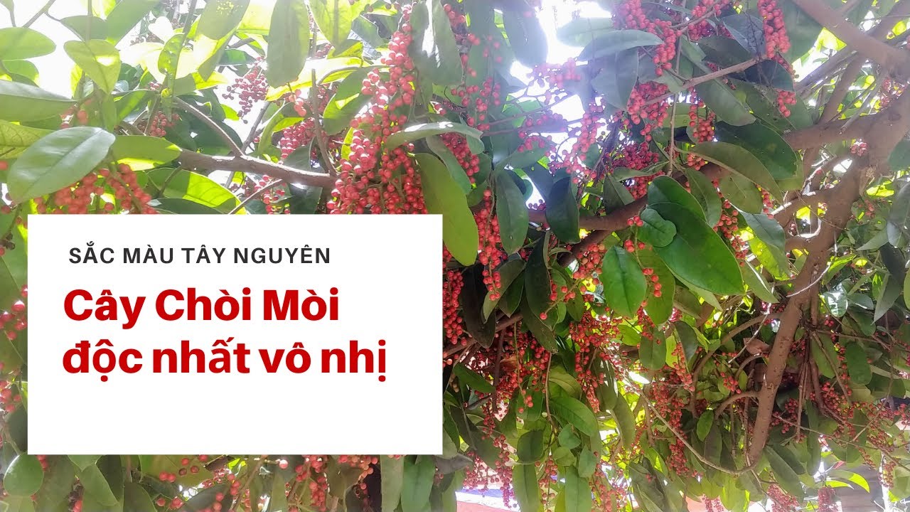 Cây chòi mòi độc nhất vô  nhị của người Ê Đê quả sai từ gốc tới ngọn
