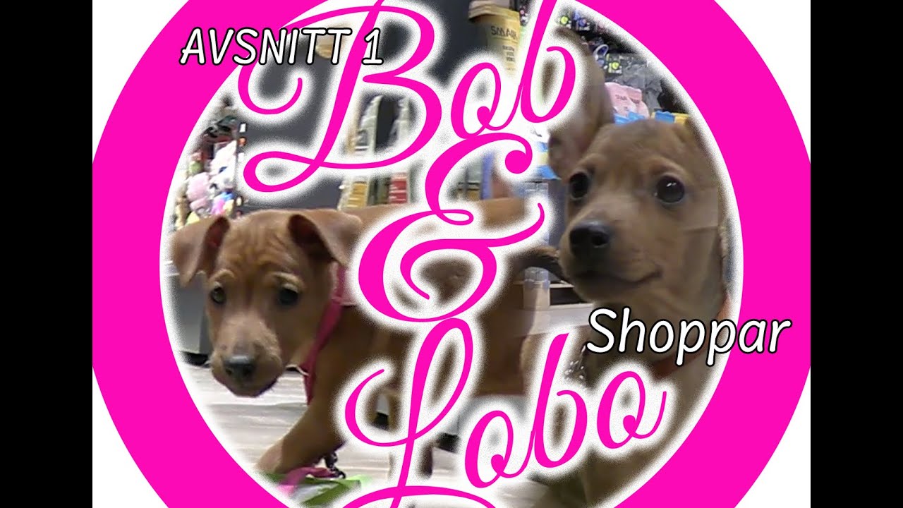 Bob & Lobo ( Avsnitt 1 )