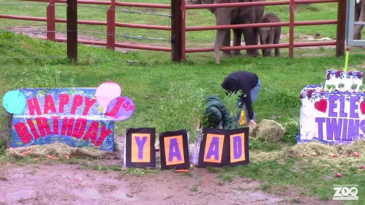 Syracuse Zoo Throws Birthday Party for 1YearOld Elephant 'Miracle