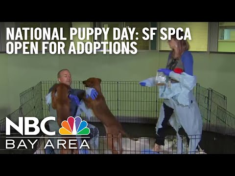 Video: Pet Scoop: Dramatisk hvalpredning i San Francisco Bay, Cat DNA hjælper Convict Killer