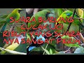 Suara Burung Cucak Ijo Ribut Yang Suara Nya Sangat Perih Mp3 - Mp4 Download