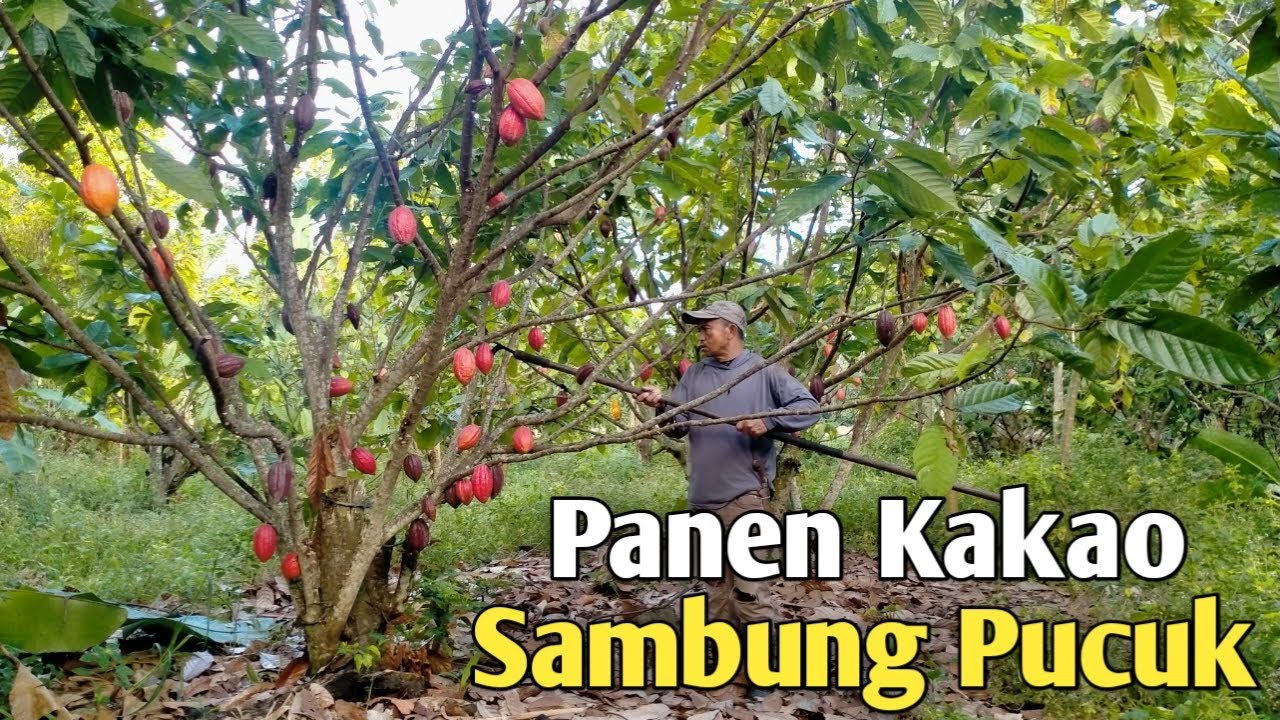 PANEN LAGI ! HARGA KAKAO SEMAKIN MAHAL❗