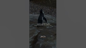 ما تيسر من سورة  لقمان - تلاوة مؤثرة بصوت معاذ الخلطي 📖🌙  #اكسبلور #تلاوة_خاشعة