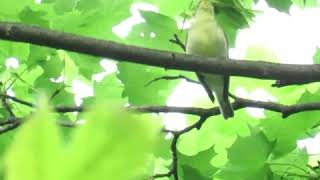 Download Lagu Icterine Warbler / GELBSPÖTTER MP3