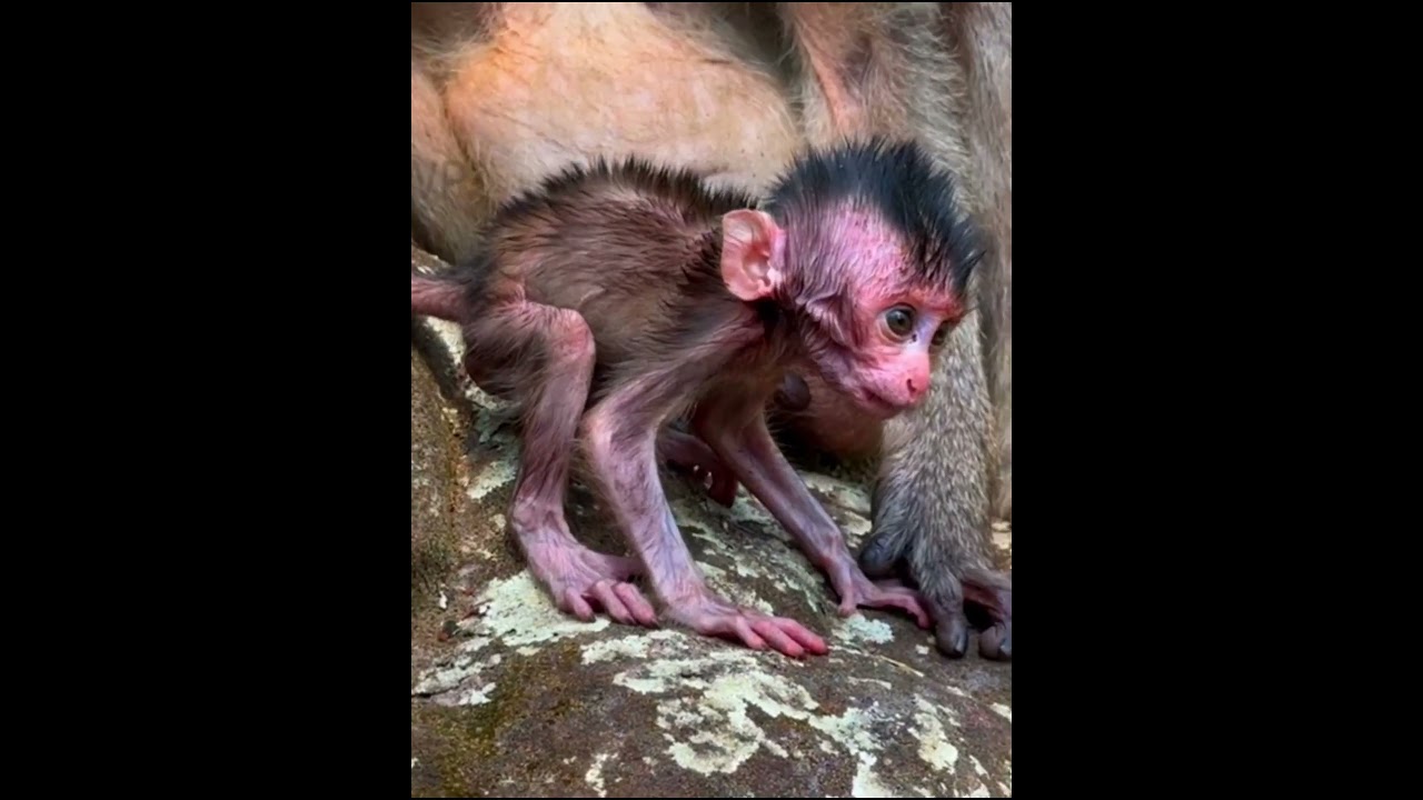 So adorable monkey but looks hungry with daddy | Adorable Wildlife Post