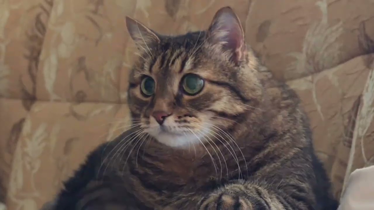 Кухня и диета 🌿🙀😹🤣 