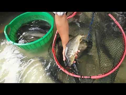 Video: Cara Budidaya Ikan Mas Di Kolam