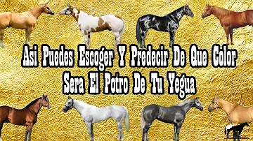 ¿Qué color es dominante en los caballos?