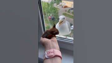 Baby Squirrel Startles Seagull Off Window Ledge || ViralHog
