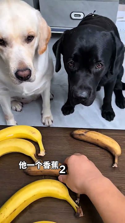 I played a prank on Rocky😲#Catsoftiktok#CatLovers #cat #cute #FunnyCats#catcartoon #fyp