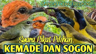 SUARA PIKAT BURUNG,‼️ KEMADE DAN SOGON. SUARA PIKAT ANDALAN..