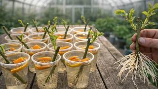 Very Few People Know That Roses Can Be Propagated In This Simple Way