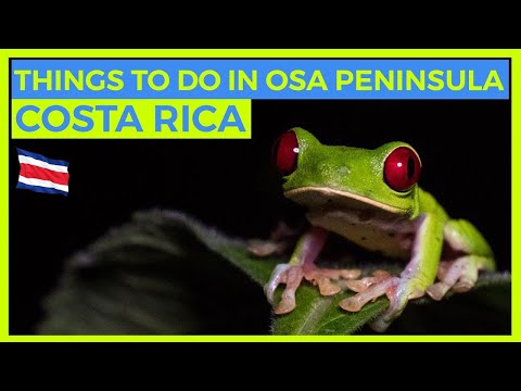 Most Biologically Intense Place on Earth Osa Peninsula Costa Rica - Osa Peninsula Wildlife