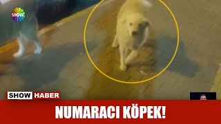 Numaracı köpek! Resimi